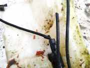 Waschwasserpumpe Scheibenreinigung Renault Megane, III 2008.11 - 2012.06 Gebraucht,