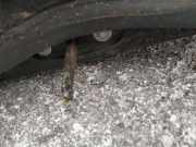 Türfangband Türbremse Türstopper - Vorne Rechts Land-Rover Freelander, 1998.02 - 2006.10 Gebraucht,