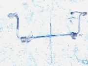 Stabilisator Stabi Hinten Hinterachse Opel Omega, B 1999.09 - 2003.07 facelift Gebraucht,