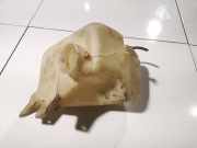 Scheibenwaschbehälter Vorne Wischwasserbehälter Subaru Outback, II 1999.10 - 2004.12 Gebraucht,