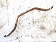 Halteband Kraftstoffbehälter Ford S-Max, 2006.05 - 2014 Gebraucht,