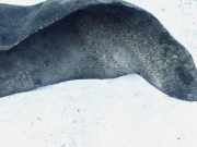 Radhausschale - Hinten Rechts Ford Transit Connect 2002.06 - 2008.12 Gebraucht,