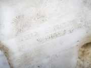 Scheibenwaschbehälter Vorne Wischwasserbehälter BMW 5-Series, E39 1995.11 - 2003.06 8364941a,8364941 235576