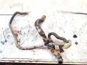 Kühlerschlauch Toyota Proace 2013 - 2016 Gebraucht,