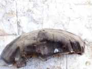 Radhausschale - Hinten Linke Mitsubishi Outlander, II 2006.01 - 2013.01 Gebraucht,