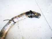 Intercooler Schlauch Mitsubishi Space Star, 2002.10 - 2004.12 30617344,