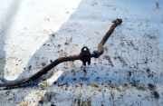 Stabilisator Vorne Mazda Premacy, 1999.01 - 2005.03 Gebraucht,