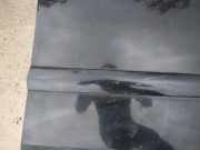 Zierleiste T?r Zier-Schutzleiste - Vorne Rechts Toyota Corolla Verso, II 2001.09 - 2004.05 Gebraucht,