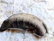 Radhausschale - Hinten Rechts Mitsubishi Outlander, II 2006.01 - 2013.01 Gebraucht,