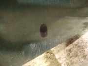 Waschwasserdüse Scheibenreinigung Ford Fiesta, IV 2000.06 - 2002.06 facelift Gebraucht,