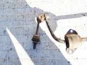 Stabilisator Stabi Hinten Hinterachse BMW 5-Series, E60 E61 2003.07 - 2010.03 Gebraucht,