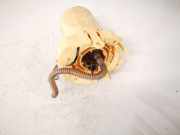 Kraftstoffpumpe SAAB 9-3, 2002.09 - 2008.06 a2c5309146va,a2c5309146