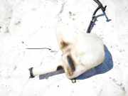 Scheibenwaschbeh?lter Vorne Wischwasserbeh?lter Ford Mondeo, 1992.12 - 1996.09 93bg13k163aa,