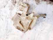 Scheibenwaschbeh?lter Vorne Wischwasserbeh?lter Ford S-Max, 2006.05 - 2014 6M2117B613AE,6M21-17B613-AE 6M2117B613AE 7S71-17B613-AB