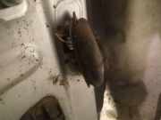 Türfangband Türbremse Türstopper - Vorne Rechts Renault Espace, IV 2002.11 - 2014.12 Gebraucht,