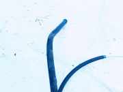 Seilzug Feststellbremse Volkswagen Bora, 1998.01 - 2005.12 1j0609721k,