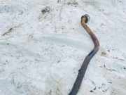 Stabilisator Vorne Renault Kangoo, 1997.09 - 2003.04 Gebraucht,