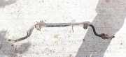 Stabilisator Vorne Mazda 6, 2002.06 - 2007.08 Gebraucht,