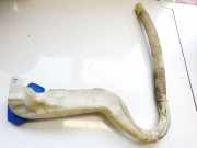 Verschluss Waschwasserbehälter Audi Q7, 2006.03 - 2010.05 4l0955463,