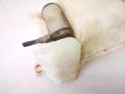 Waschwasserpumpe Scheibenreinigung Opel Ascona, C 1981.09 - 1988.08 Gebraucht,