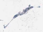 Lenkgetriebe Nissan Almera, N16 2000.06 - 2003.01 LHD,