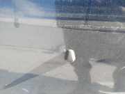 Waschwasserd?se Scheibenreinigung Honda Accord, 1993.10 - 1997.12 Gebraucht,