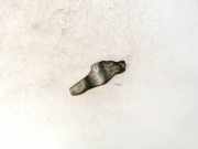 Injektorhalter Opel Insignia A, 2008.01 - 2013.01 Gebraucht,