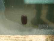 Waschwasserdüse Scheibenreinigung Ford Fiesta, IV 2000.06 - 2002.06 facelift Gebraucht,