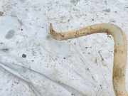 Stabilisator Vorne Toyota Avensis Verso, 2001.08 - 2009.11 Gebraucht,