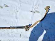 Stabilisator Stabi Hinten Hinterachse Ford Mondeo, 2007.03 - 2013.06 Gebraucht,