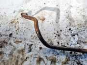 Stabilisator Vorne Toyota Yaris, I (XP10) 1999.04 - 2003.03 Gebraucht,