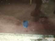 Waschwasserdüse Scheibenreinigung Opel Frontera B, II 1998.10 - 2004.12 Gebraucht,