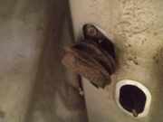 Türfangband Türbremse Türstopper - Vorne Linke Citroen C8, I 2002.07 - 2008.06 Gebraucht,