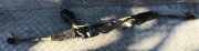 Lenkgetriebe BMW X5, E53 facelift 2004 - 2006 rhd,