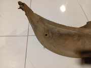 Radhausschale - Hinten Rechts Toyota Corolla, 2001.11 - 2004.02 Gebraucht ,