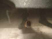 Waschwasserdüse Scheibenreinigung Subaru Forester, II 2002.06 - 2007.12 Gebraucht,