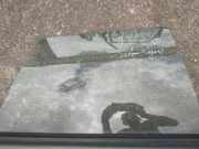 Seitenscheibe - Hinten Rechts Subaru Legacy, BE, BH, BT 1998.10 - 2003.09 Gebraucht,