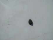 Waschwasserdüse Scheibenreinigung Dacia Sandero, II 2012.03 --> Gebraucht,