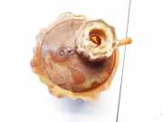 Ausgleichsbehälter Renault 19, 1992.06 - 1995.10 7700808838,