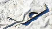 Halteband Kraftstoffbehälter Toyota Prius, 2003.06 - 2009.01 Gebraucht,