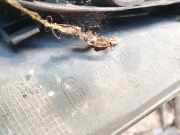 Kühlergrill Frontgrill Kühlergitter Renault Scenic, I 1996.01 - 1999.09 7700834200,