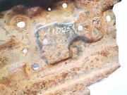 Batteriekasten Nissan Primera, P12 2002.01 - 2008.12 Gebraucht,