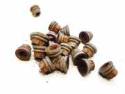 Radbolzen- Radmutter Ford Transit, III 2000.01 - 2006.04 Gebraucht,