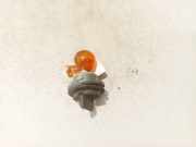 Glühbirnenfassung Blinker Kia Ceed, I 2006.12 - 2010.05 Gebraucht,