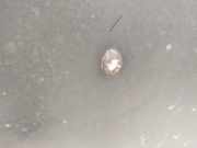 Waschwasserdüse Scheibenreinigung Renault Scenic, I 1996.01 - 1999.09 Gebraucht,