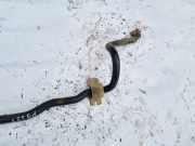 Stabilisator Vorne Opel Astra, H 2004.03 - 2009.12 Gebraucht,