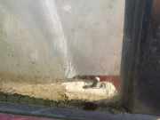 Seitenscheibe - Hinten Rechts Rover 400, 1995.05 - 2000.03 Gebraucht,