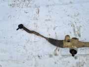 Lenkgetriebe Toyota Avensis, III 2009.02 - 2012.06 RRHD, RRHD