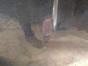 Waschwasserdüse Scheibenreinigung Ford S-Max, 2006.05 - 2014 Gebraucht,