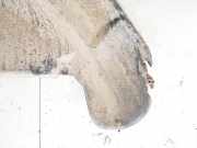 Radhausschale - Hinten Linke Ford Mondeo, 1996.09 - 2000.11 Gebraucht,